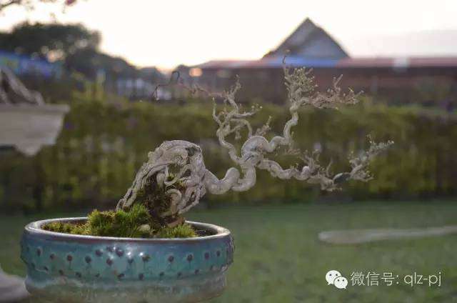 盆景的唯一管道只有用种子培育