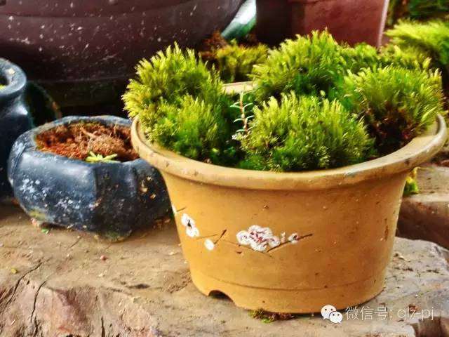 盆景树根周围如苔藓般,是怎么形成的呢?