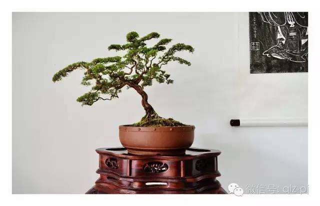 新中国盆景的趋势