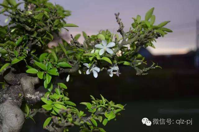 制作盆景的目的向来是为了修心理性