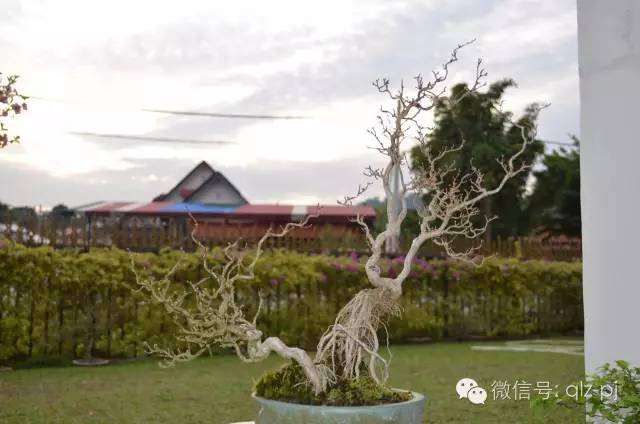 盆景的目的是怡然自得,不是锁定要挣钱