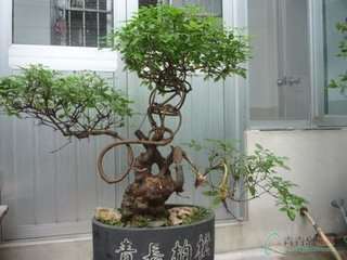 荆条盆景嫩枝易干枯 每年换盆倒土一次最好