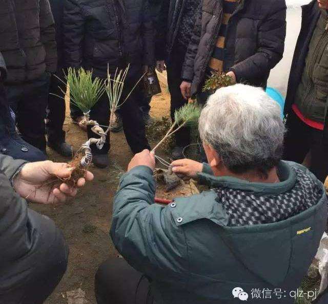 开车从淮安载去沭阳即拜访了盆景协会会长