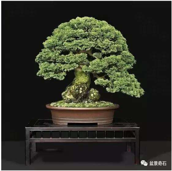 怎样制作树桩盆景的7大类型 图片