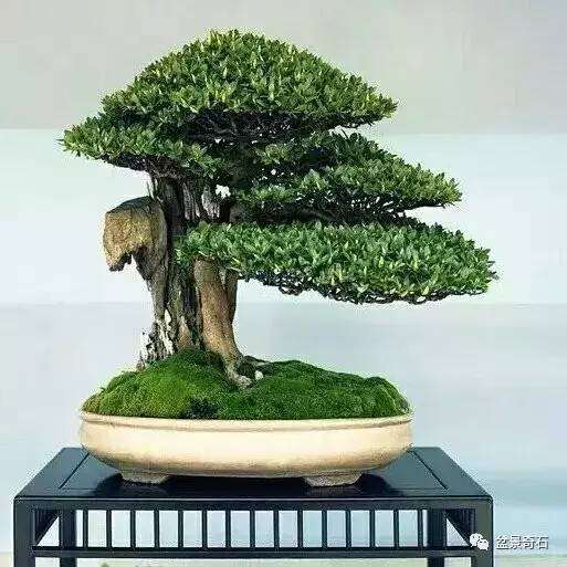 怎样制作树桩盆景的7大类型 图片