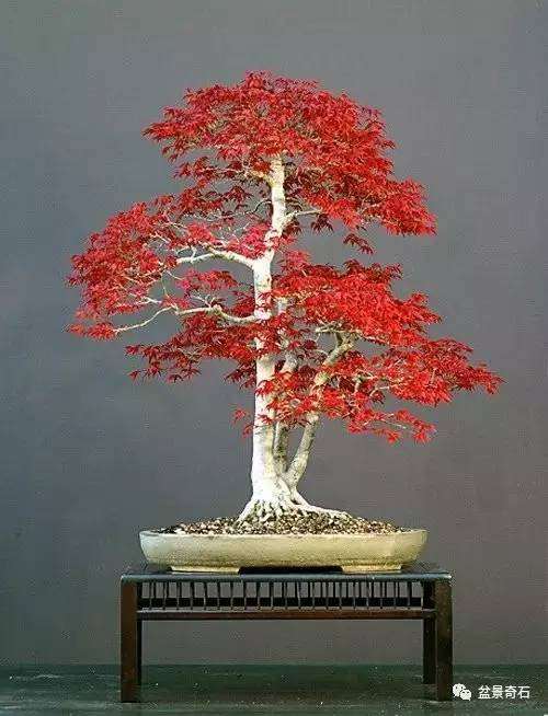 怎样制作树桩盆景的7大类型 图片