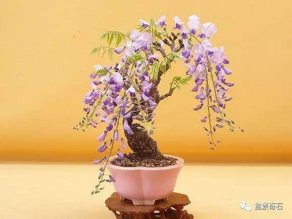 怎样制作树桩盆景的7大类型 图片