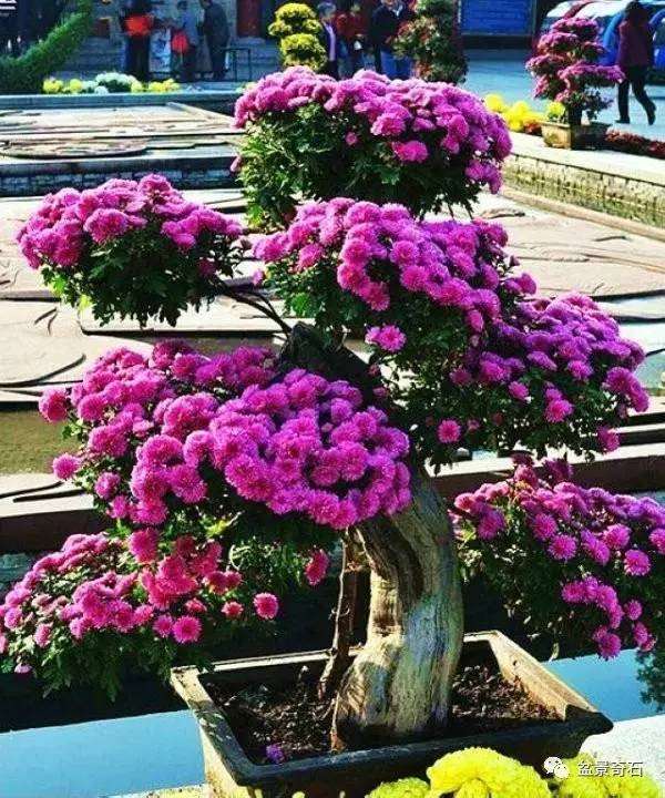 怎样制作树桩盆景的7大类型 图片