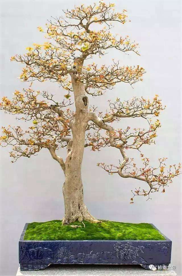 自然型盆景有拿12式