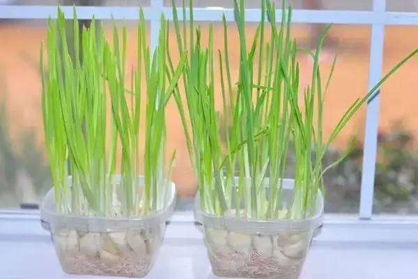 这样的大蒜盆景你不制作一个?