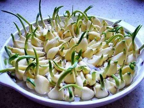 这样的大蒜盆景你不制作一个?