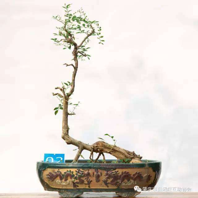 53盆爱心精品盆景公益拍卖