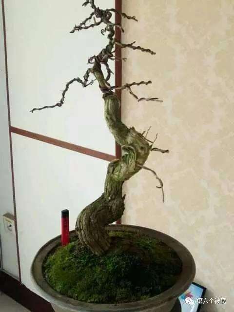 这盆枸杞要价1200元 5分钟变卖出去了