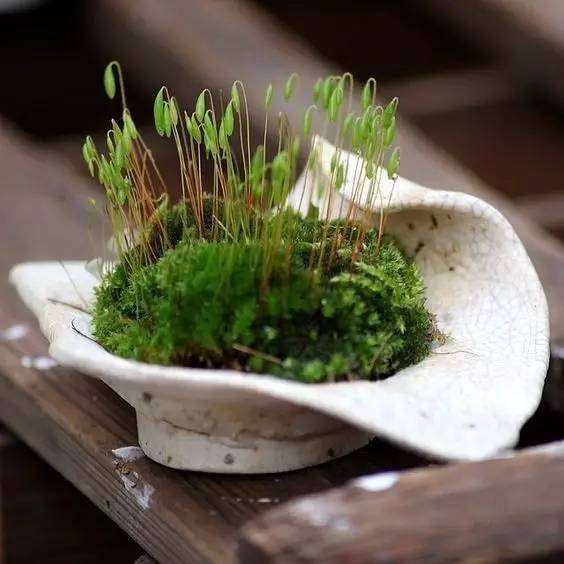 苔藓盆景的优势在于 制作完成即可观赏