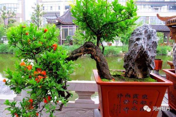 石榴花的盆景制造办法