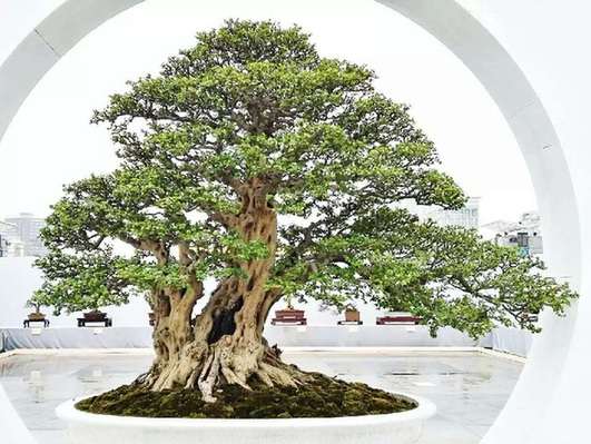 第九届中国盆景展览暨首届国际盆景协会