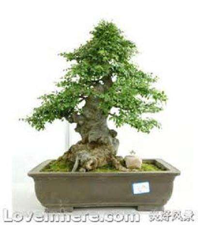 川派盆景讲究一个&lsquo;拐&rsquo;字，拐呈&lsquo;S&rsquo;形