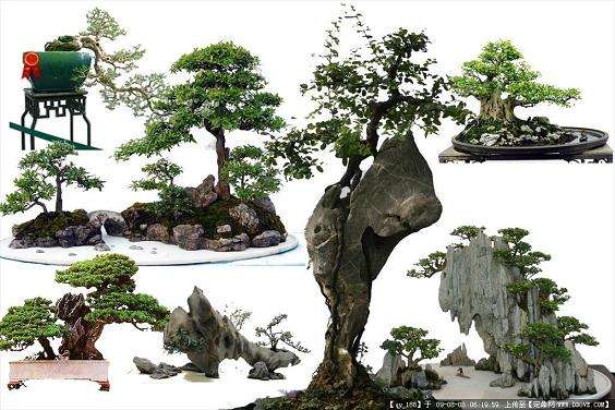 盆景展抢眼 树木园客流量居首