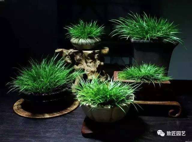 盆景与养生-房间里摆什么最养人？