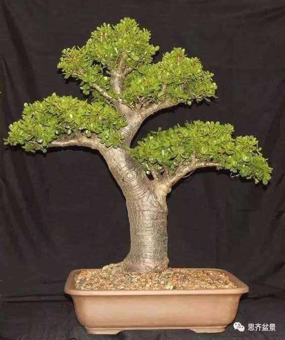 如何养好玉树盆景?