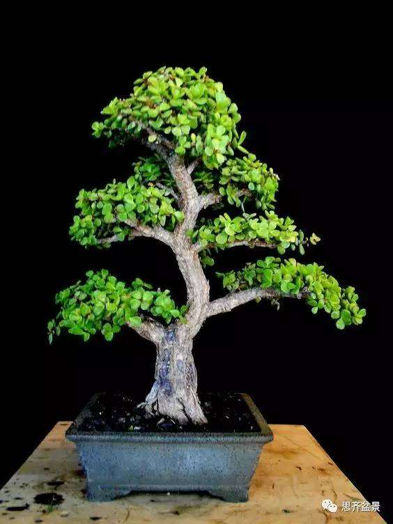 如何养好玉树盆景