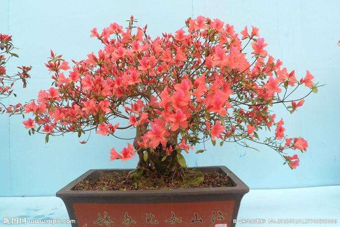 光靠你的小盆景抗雾霾一点儿不靠谱