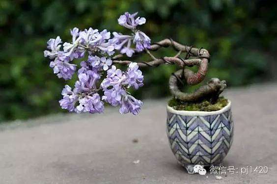 微型盆景养护应该学会这几种方法？