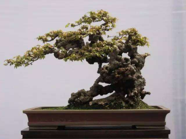 这两年盆景投资很火爆，不过，很多人都不知道怎么买？