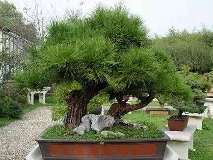 这两年盆景投资很火爆，不过，很多人都不知道怎么买？