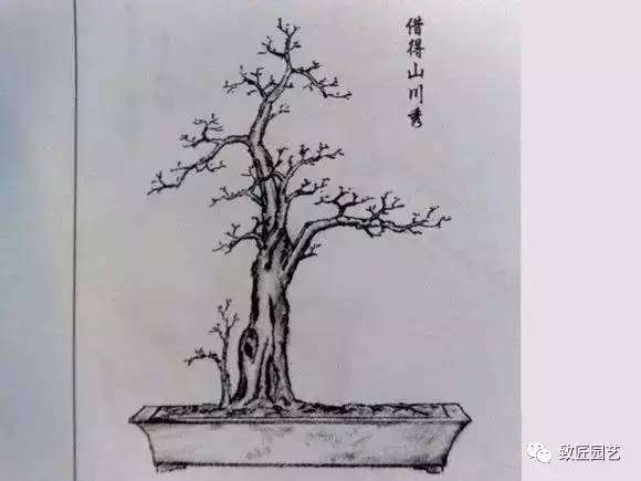 4种盆景造型图片分享给大家 图片