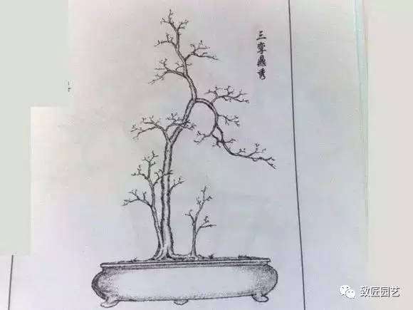 4种盆景造型图片分享给大家 图片