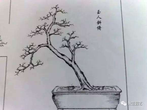 4种盆景造型图片分享给大家 图片