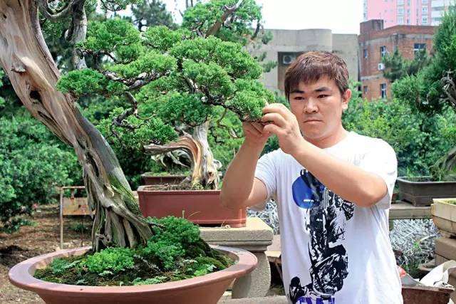 立意是盆景制作的初始阶段