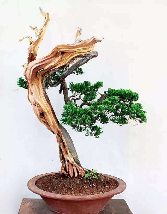 立意是盆景制作的初始阶段