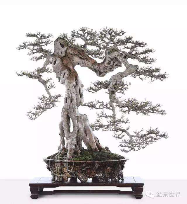 岭南盆景《钟灵毓秀》制作过程