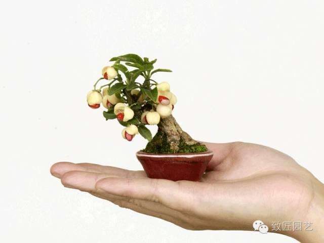 新手如何玩转微型盆景的方法