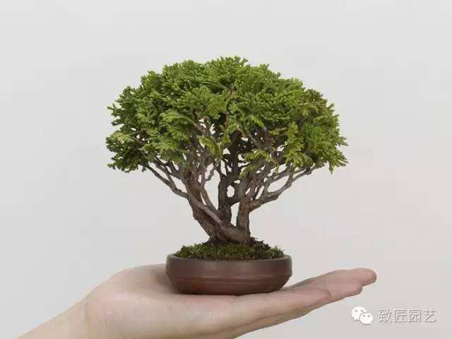 新手如何玩转微型盆景？总结以下几点仅供盆友们参考