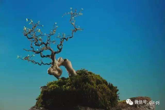 青龙盆景之与众不同 很大原因是取决于选苗的标准