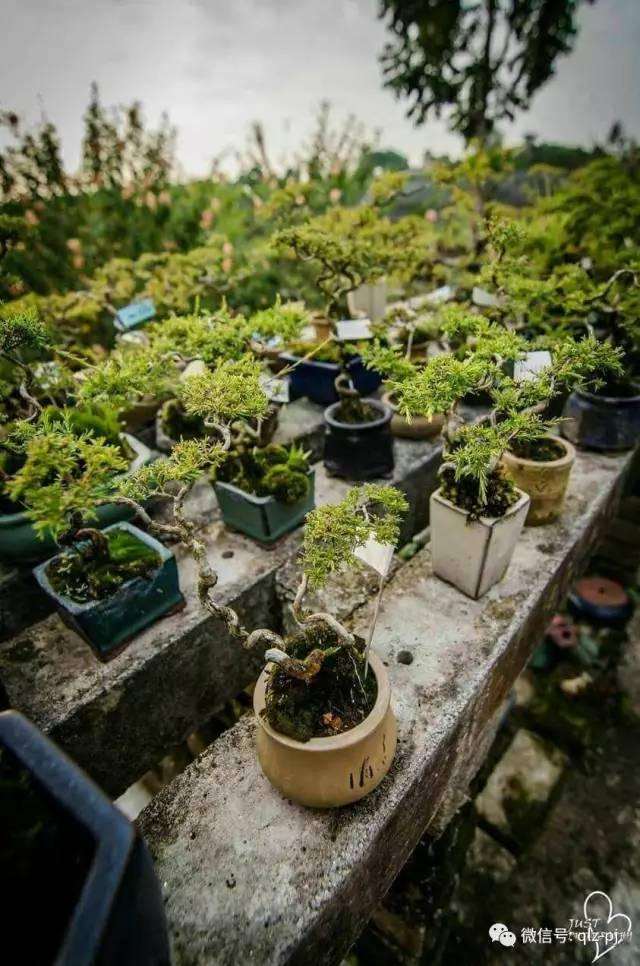 青龙盆景之与众不同 很大原因是取决于选苗的标准