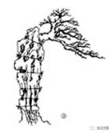 抱石盆景制作教程