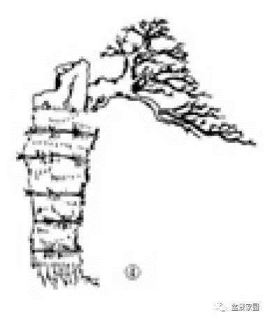 抱石盆景制作教程