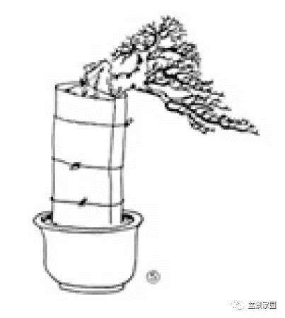 抱石盆景制作教程