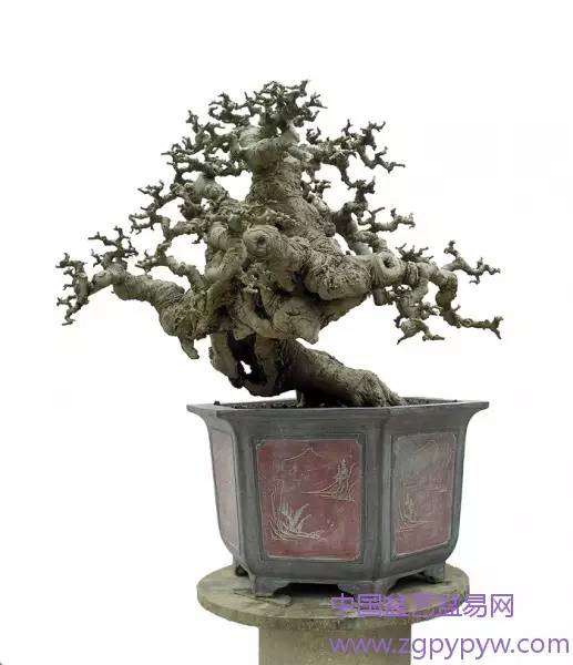 浅析袁启瑞一盆朴树盆景制作造型