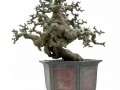 图解 朴树盆景怎么制作造型的方法