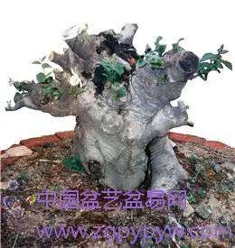 朴树盆景怎么制作造型的方法