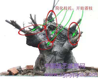 朴树盆景怎么制作造型的方法