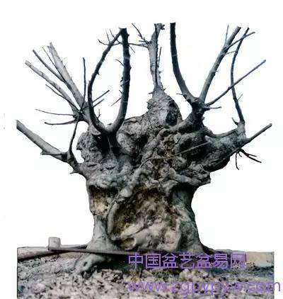 朴树盆景怎么制作造型的方法