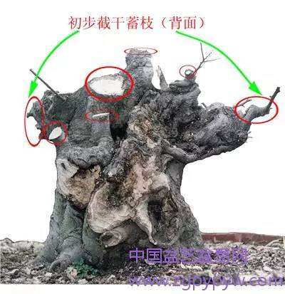 朴树盆景怎么制作造型的方法