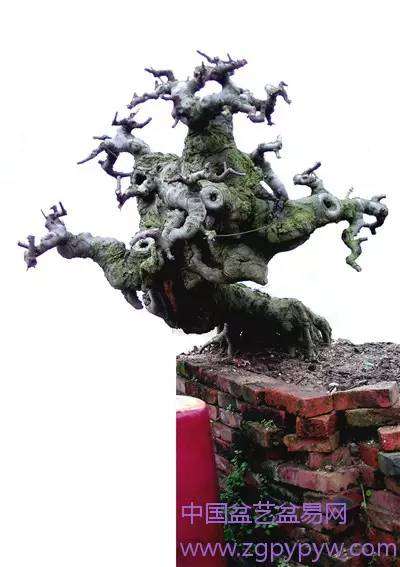 朴树盆景怎么制作造型的方法