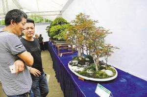长三角精品盆景艺术文化展在江北举行